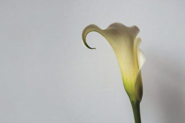 The Brother Brothers publican Calla Lily