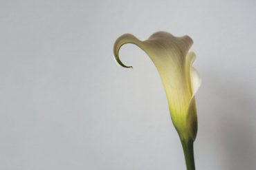 The Brother Brothers publican Calla Lily
